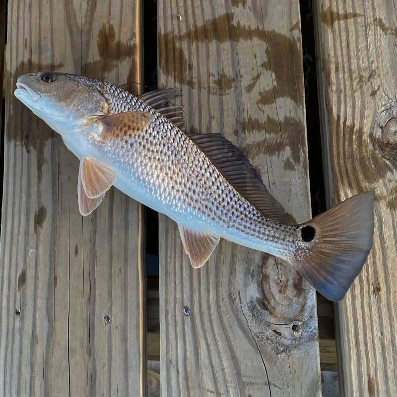 Red drum  (Redfish) in Florida