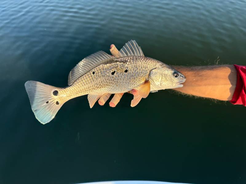 Red drum  (Redfish) in Hampton