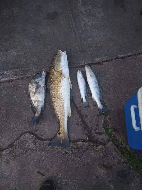 Black drum, Red drum  (Redfish), Speckled Trout in Brazoria