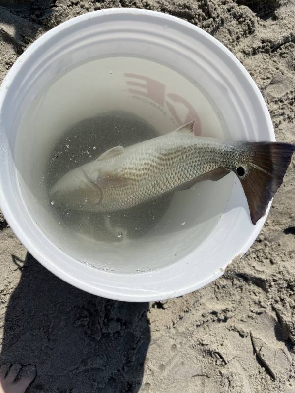 Red drum  (Redfish) in Swansboro