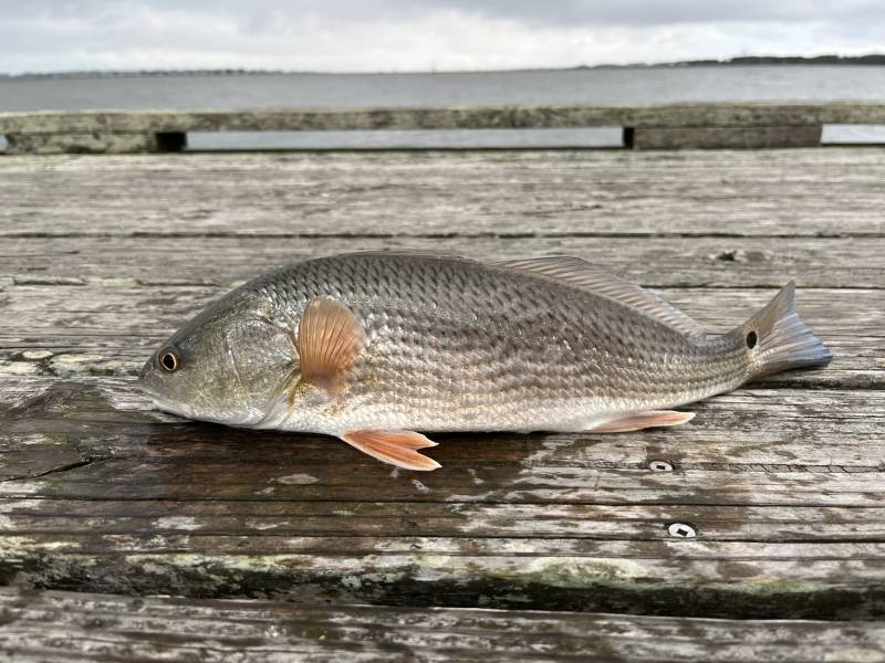 Red drum  (Redfish) in North Carolina
