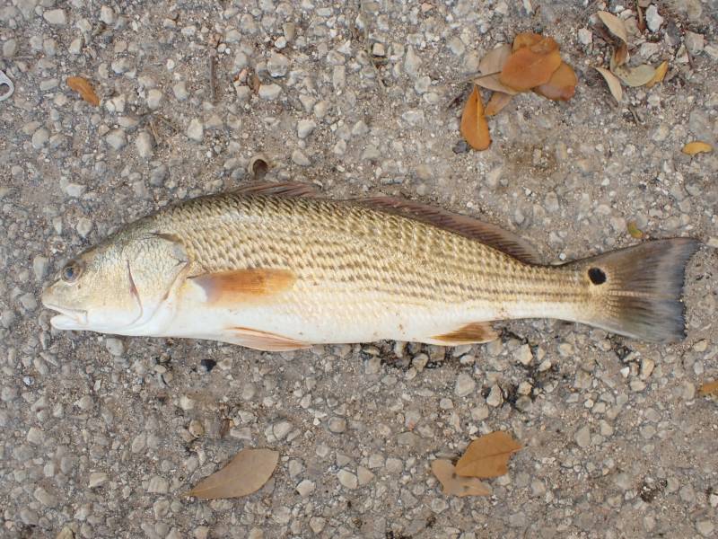 Red drum  (Redfish) in Brazoria