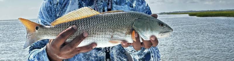 Red drum  (Redfish) in Georgia