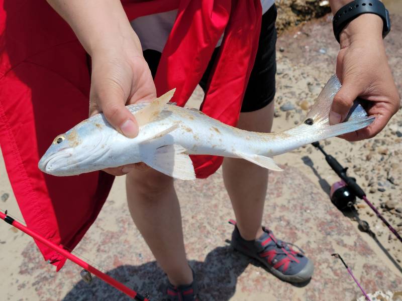 Red drum  (Redfish) in Cameron County