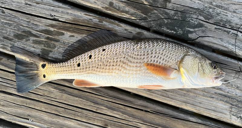Red drum  (Redfish) in Greenville