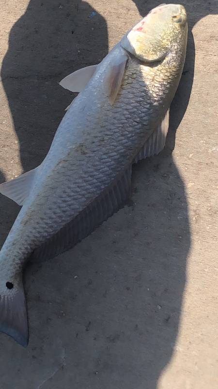 Red drum  (Redfish) in Corpus Christi