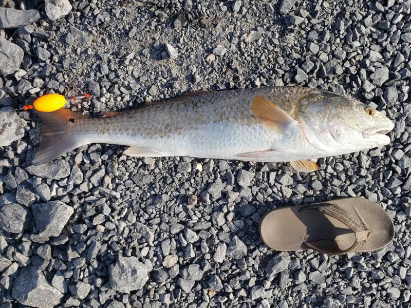 Red drum  (Redfish) in Louisiana