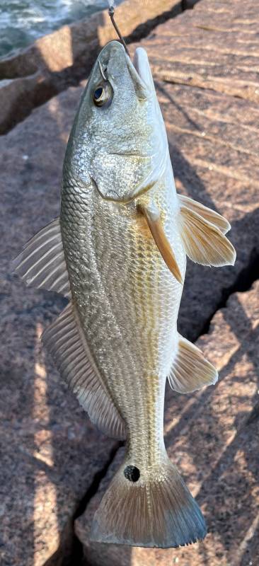 Red drum  (Redfish) in Corpus Christi