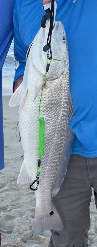 Red drum  (Redfish) in North Carolina