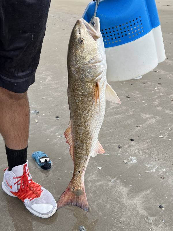 Red drum  (Redfish) in Corpus Christi