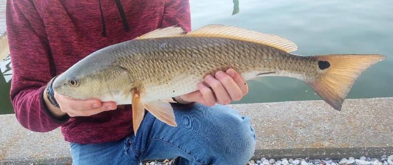 Red drum  (Redfish) in New Port Richey