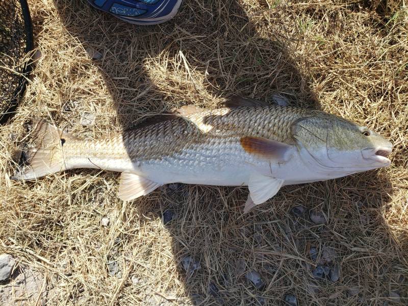 Red drum  (Redfish) in Orange