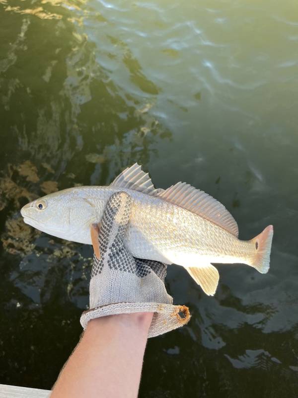 Red drum  (Redfish) in Corpus Christi