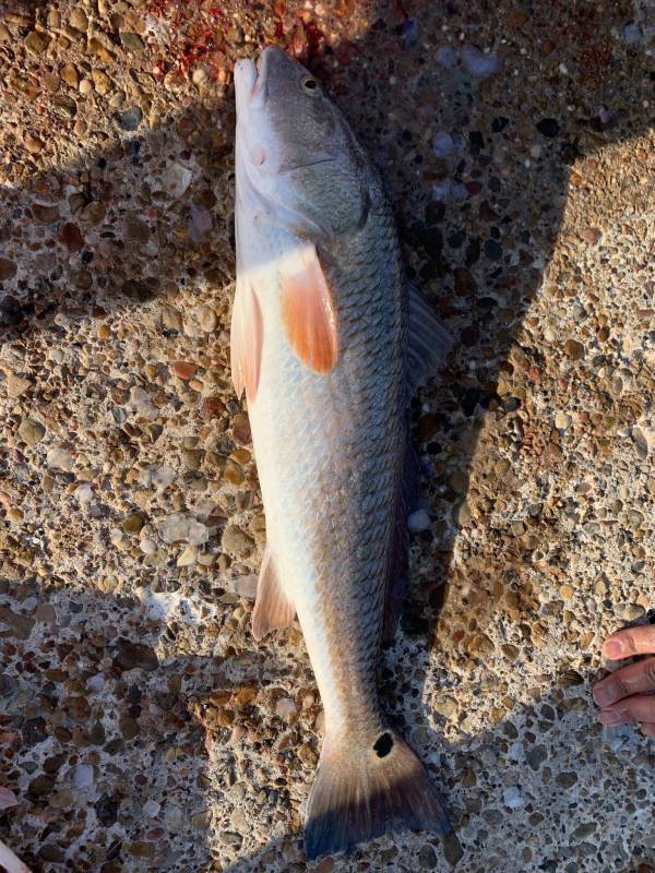 Red drum  (Redfish) in Corpus Christi