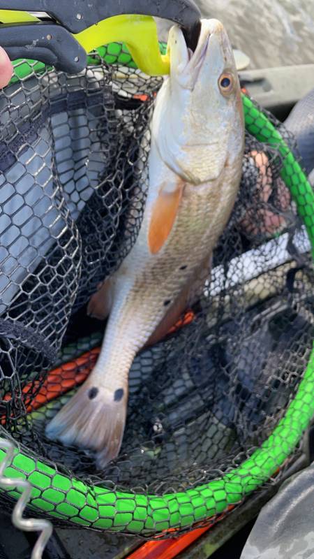 Red drum  (Redfish) in New Orleans