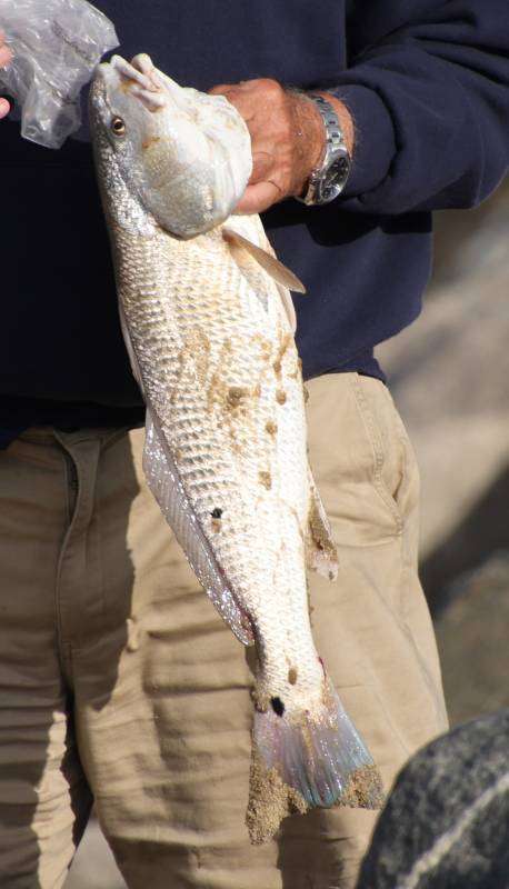 Red drum  (Redfish) in Hampton