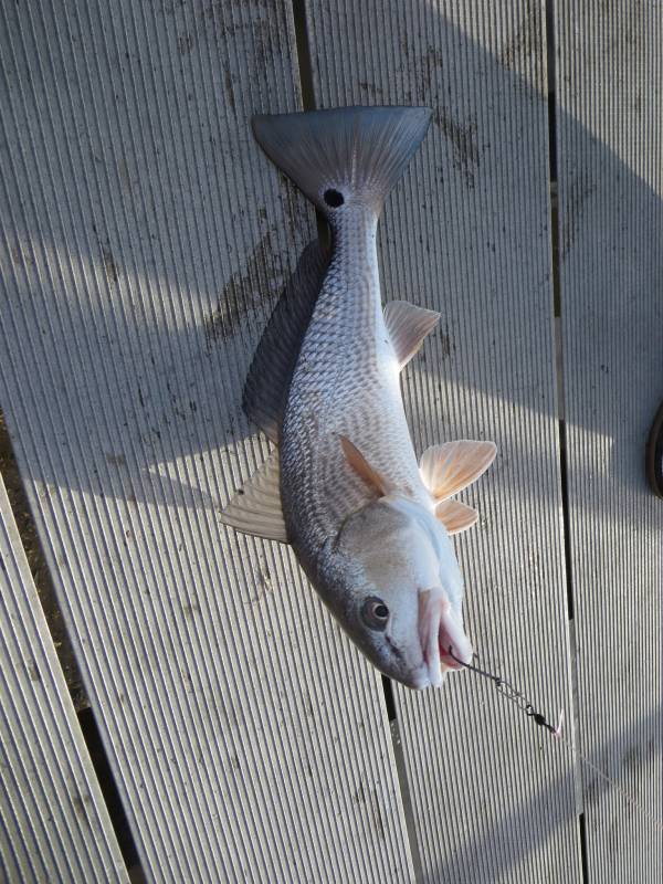 Red drum  (Redfish) in Savannah