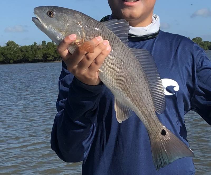 Red drum  (Redfish) in Florida