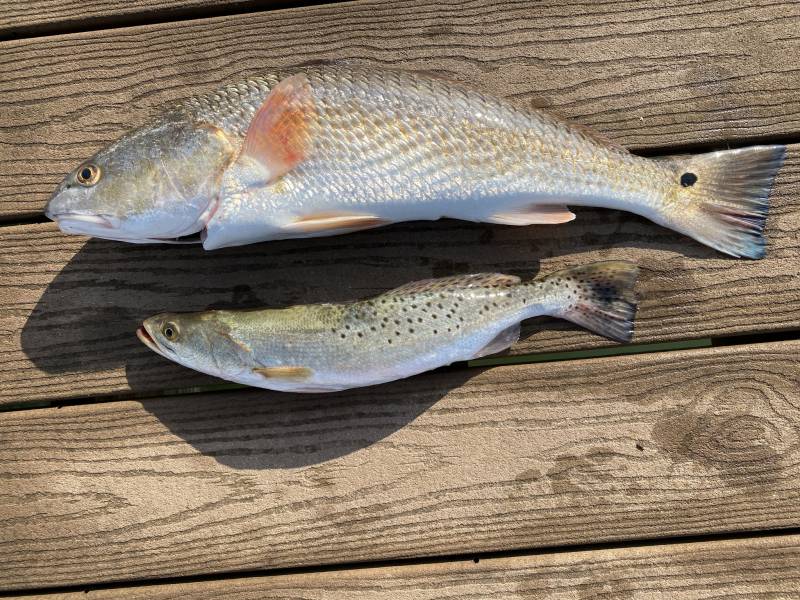 Red drum  (Redfish), Speckled Trout in United States