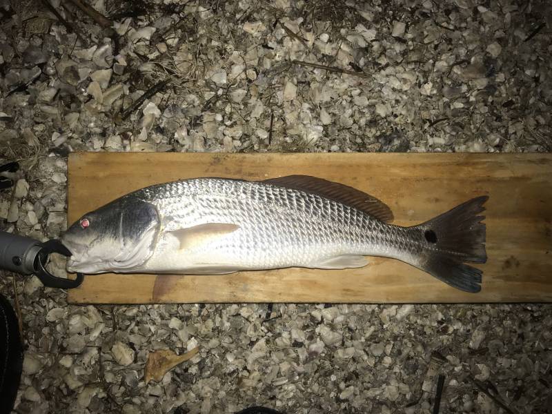 Red drum  (Redfish) in Port Aransas