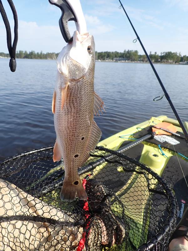 Red drum  (Redfish) in Greenville
