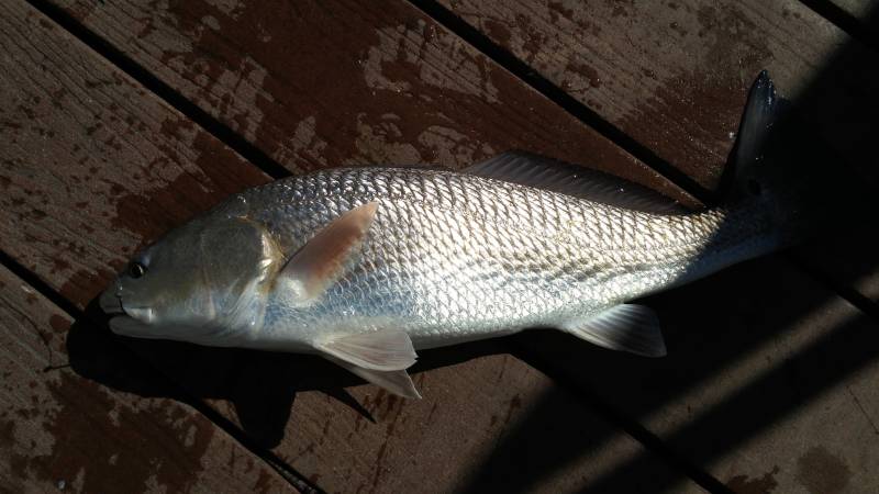 Red drum  (Redfish) in Florida