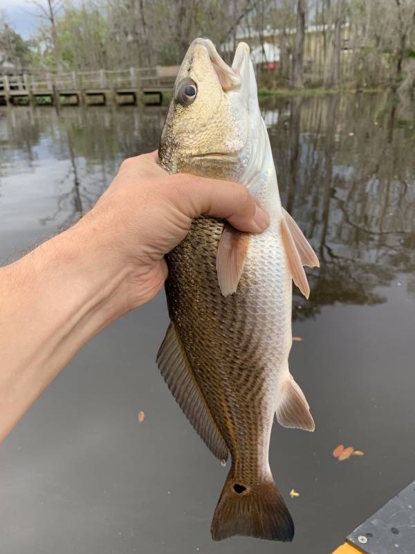 Red drum  (Redfish) in Jacksonville