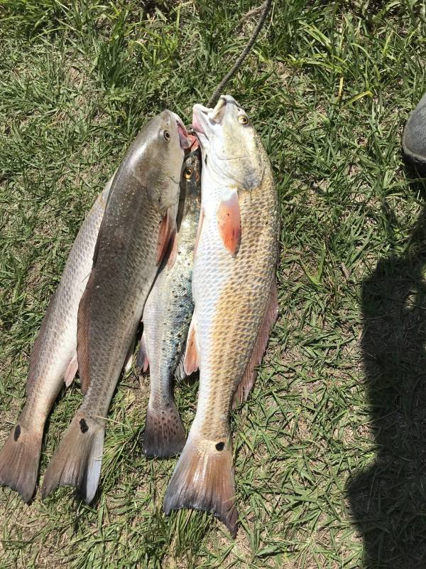 Red drum  (Redfish), Speckled Trout in Freeport