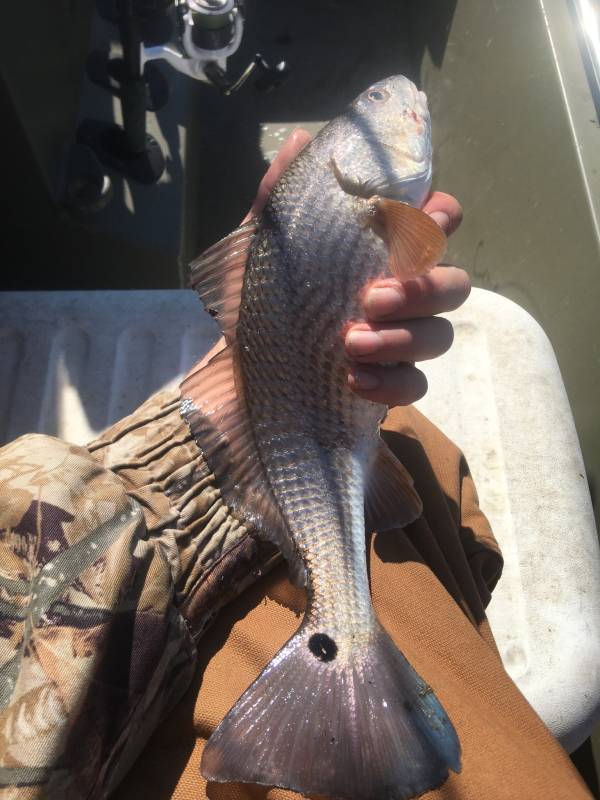 Red drum  (Redfish) in Bay Saint Louis
