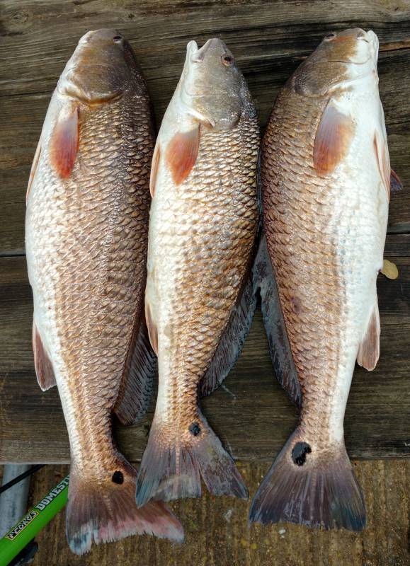 Red drum  (Redfish) in Jones Creek