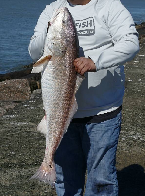 Red drum  (Redfish) in Jones Creek