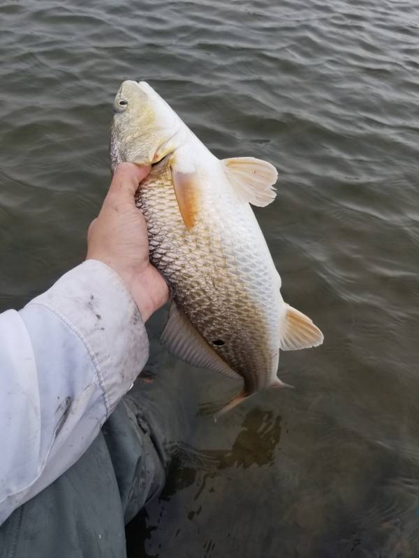 Red drum  (Redfish) in Port Arthur