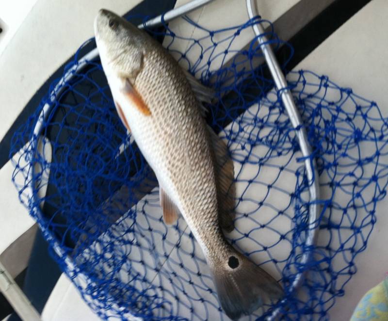 Red drum  (Redfish) in Bladensburg