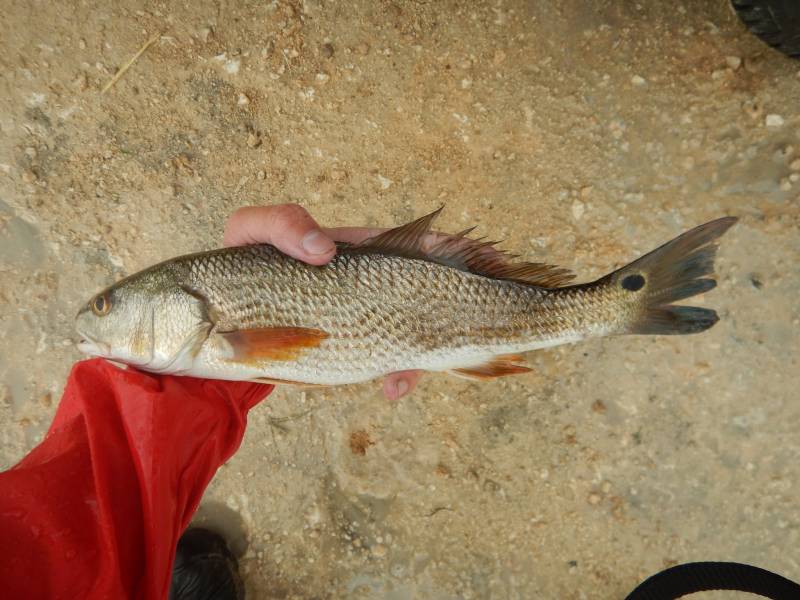 Red drum  (Redfish) in Jones Creek