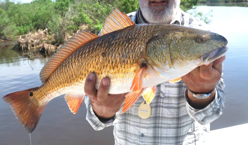 Red drum  (Redfish) in Louisiana