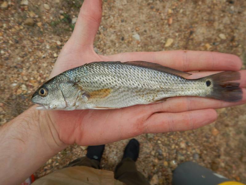Red drum  (Redfish) in Point Comfort