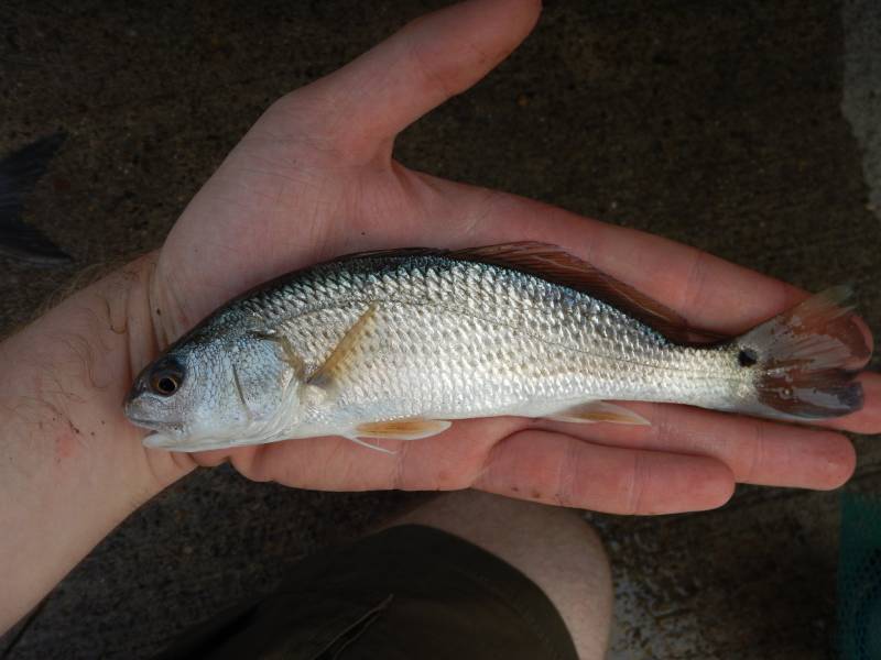 Red drum  (Redfish) in Point Comfort