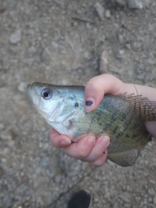 White crappie in New Richmond
