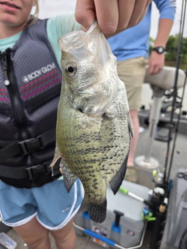 White crappie in United States