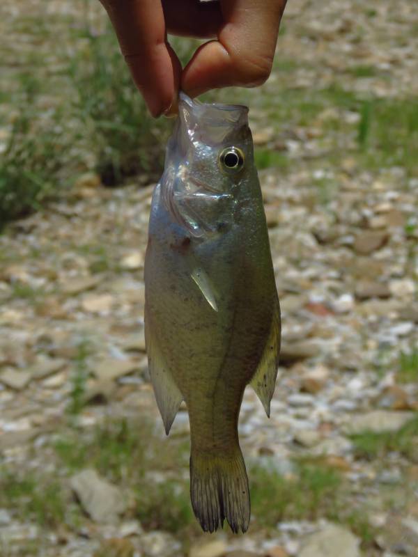 White crappie in United States