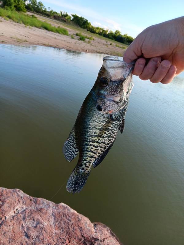 White crappie in United States