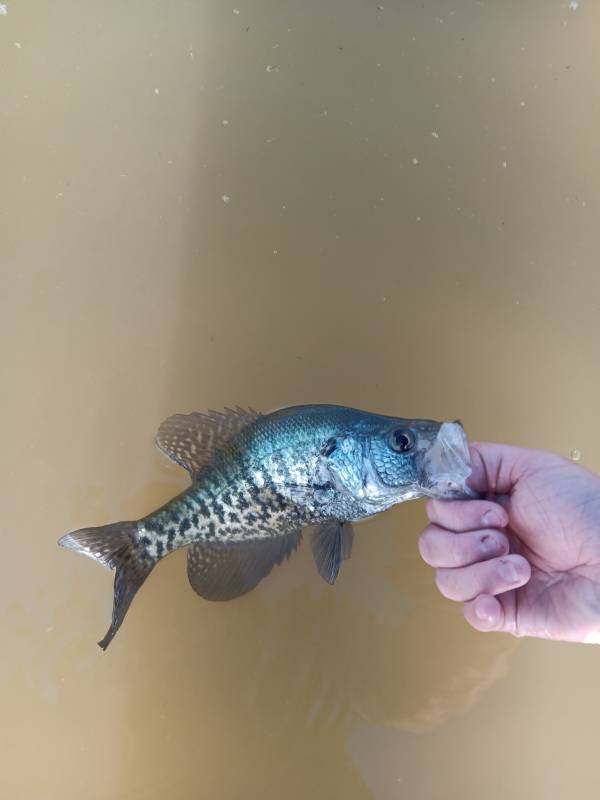 White crappie in United States