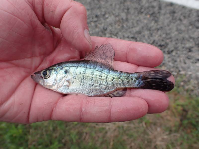 White crappie in Port Lavaca