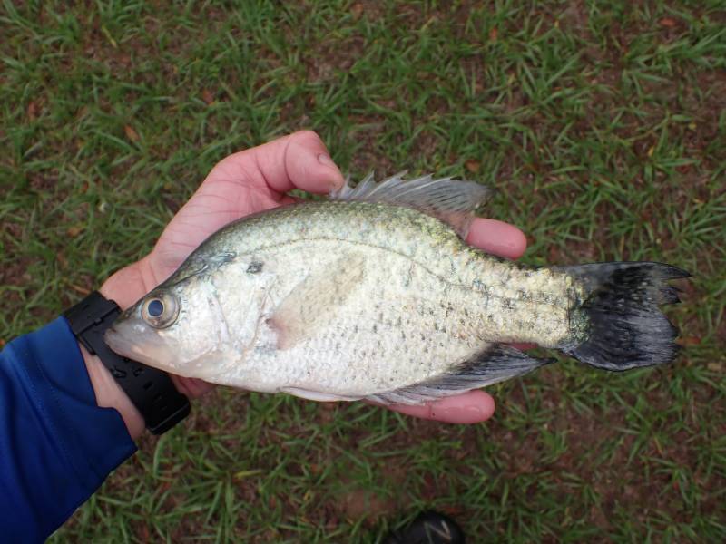 White crappie in Point Comfort