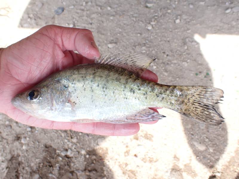 White crappie in Spofford