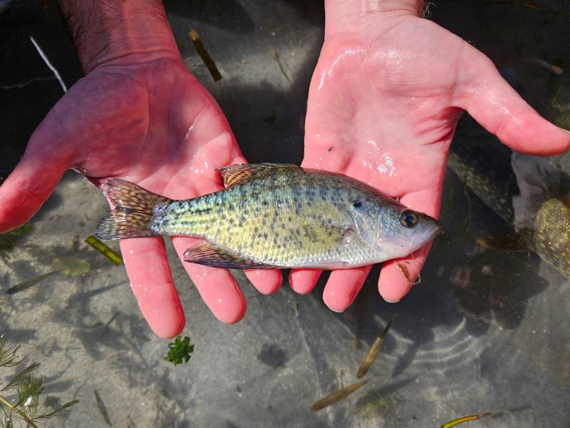 White crappie in United States