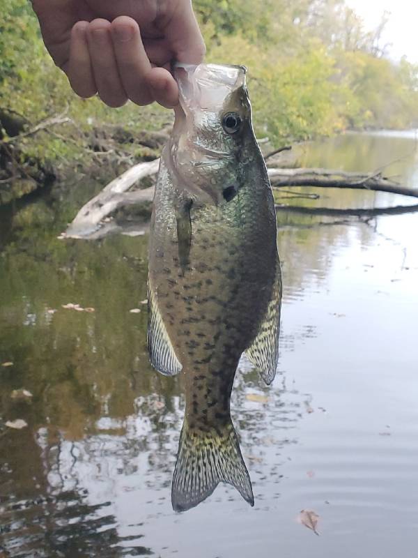 White crappie in Lawrence