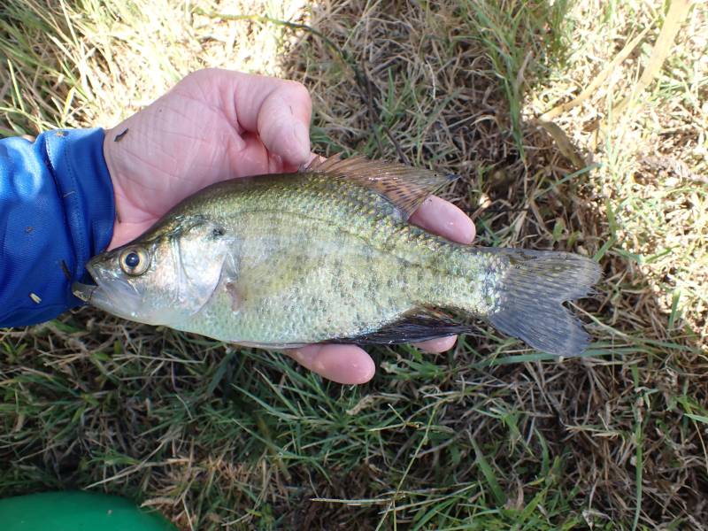 White crappie in United States