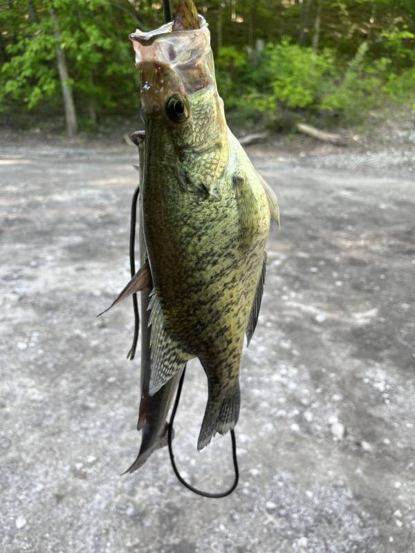 White crappie in Canfield