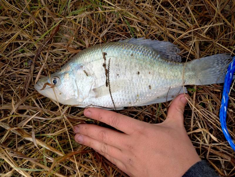 White crappie in Quitman